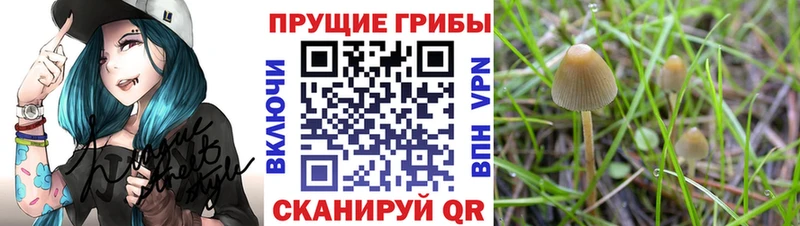 Псилоцибиновые грибы Psilocybe  mega вход  Горняк 